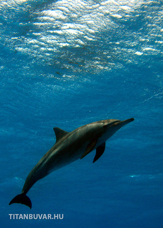 Delfin a vörös-tengeren